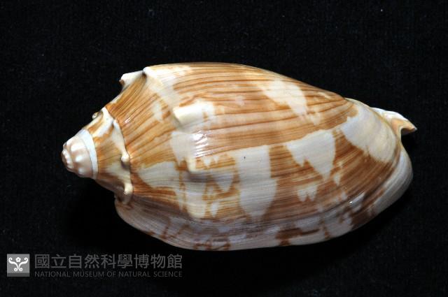 蝙蝠渦螺藏品圖，第6張