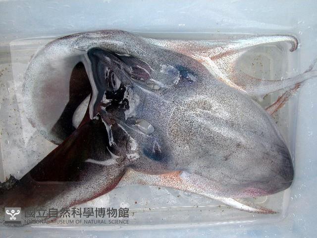 印太水孔蛸藏品圖，第6張