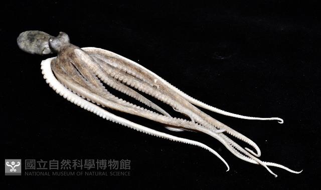 新種章魚TW45藏品圖，第6張