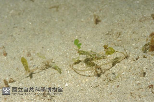 毛毛蝦藏品圖，第6張