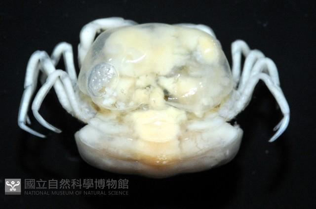 中華蚶豆蟹藏品圖，第6張