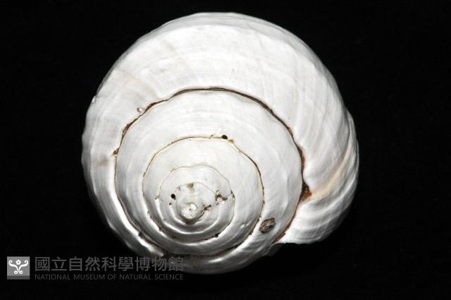印度聖螺藏品圖，第6張