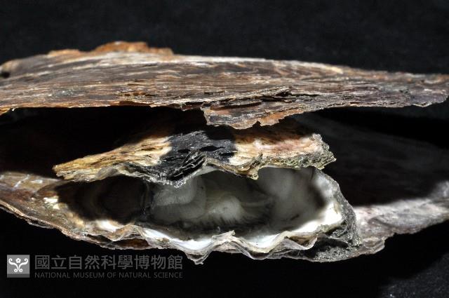 大牡蠣(葡萄牙牡蠣)藏品圖，第6張