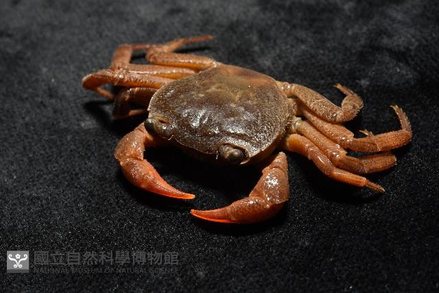 拉氏明溪蟹藏品圖，第6張