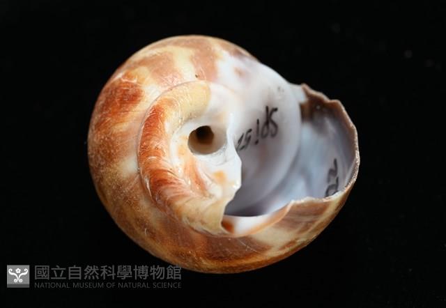 深溝鳳螺藏品圖，第6張