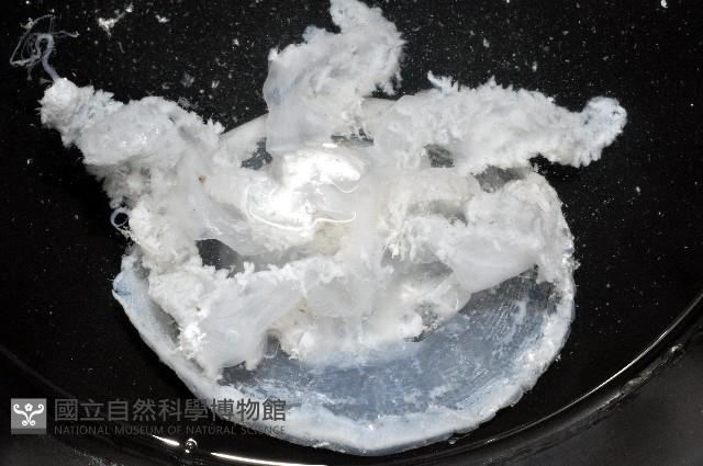 倒立水母(仙后水母)藏品圖，第6張