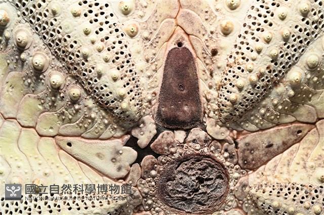 輻星肛海膽藏品圖，第6張