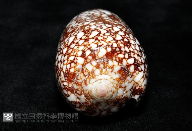 登錄號:007819-00062藏品圖，第6張