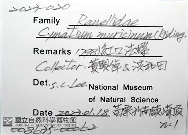 紅口法螺藏品圖，第6張