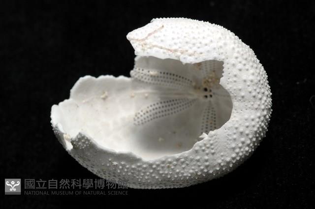 脊背壺海膽藏品圖，第6張