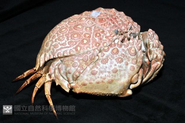 日本饅頭蟹藏品圖，第6張