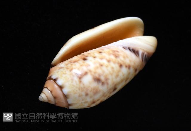 登錄號:007819-00132藏品圖，第6張