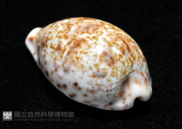 銹斑寶螺藏品圖，第6張