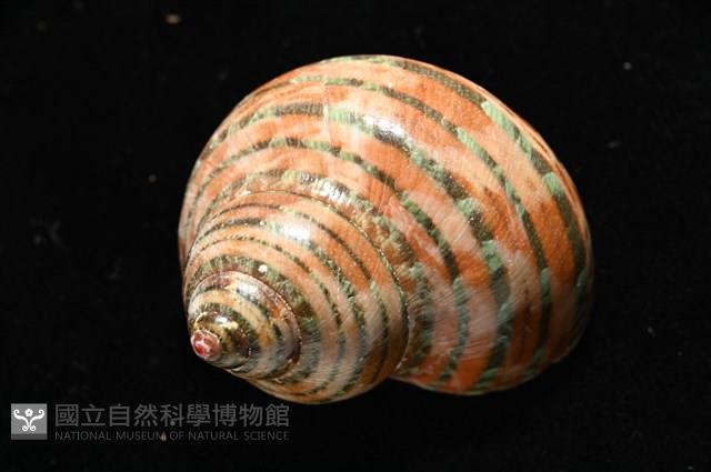 貓眼蠑螺藏品圖，第6張
