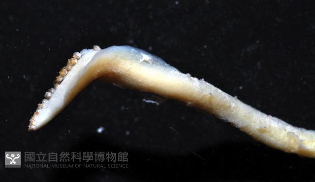 叉尾烏賊藏品圖，第6張