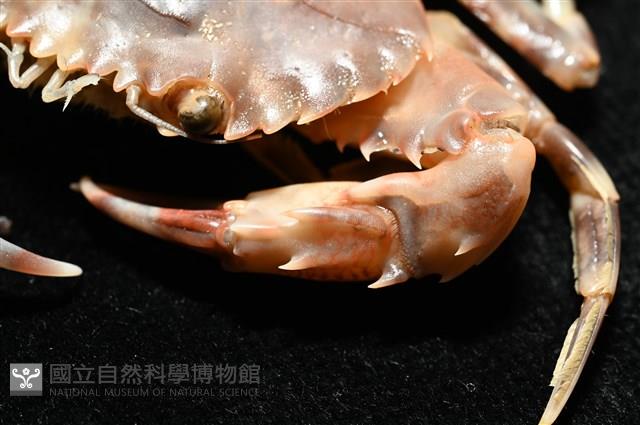 環紋蟳藏品圖，第6張
