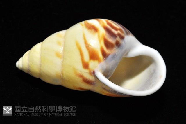 雙旋蝸牛藏品圖，第6張