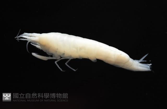 未知種深海鉤蝦藏品圖，第6張