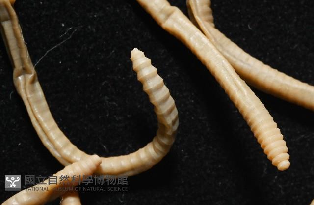 墾丁遠環蚓藏品圖，第6張