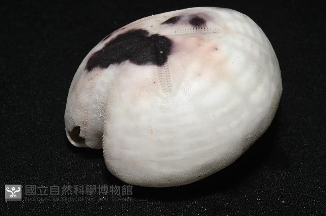 心形緣帶海膽藏品圖，第6張