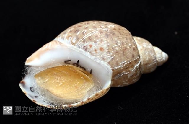 南非鳳螺藏品圖，第6張