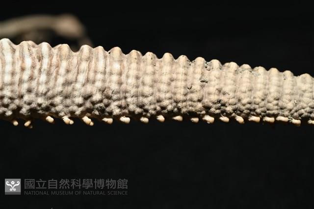 鞭枝蛇尾藏品圖，第26張