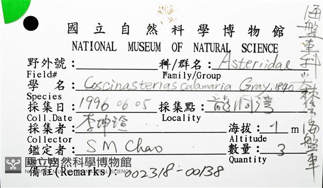 尖棘篩海盤車藏品圖，第26張