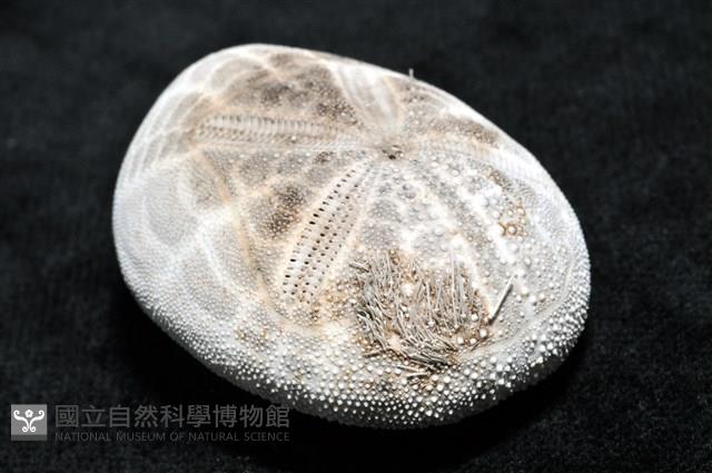 心形海壺藏品圖，第26張