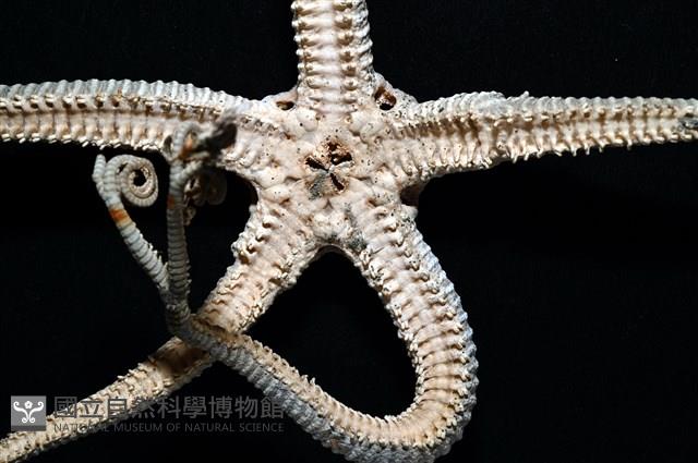 鞭枝蛇尾藏品圖，第19張