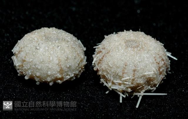 艾氏鋸海膽藏品圖，第19張
