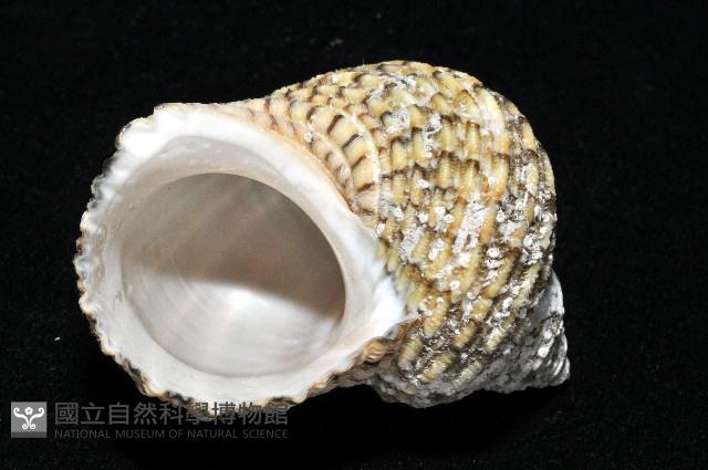 美麗蠑螺藏品圖，第19張