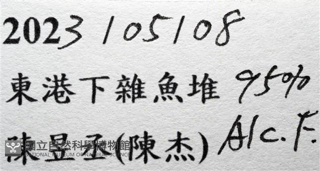 泡粒長螯蟹藏品圖，第19張
