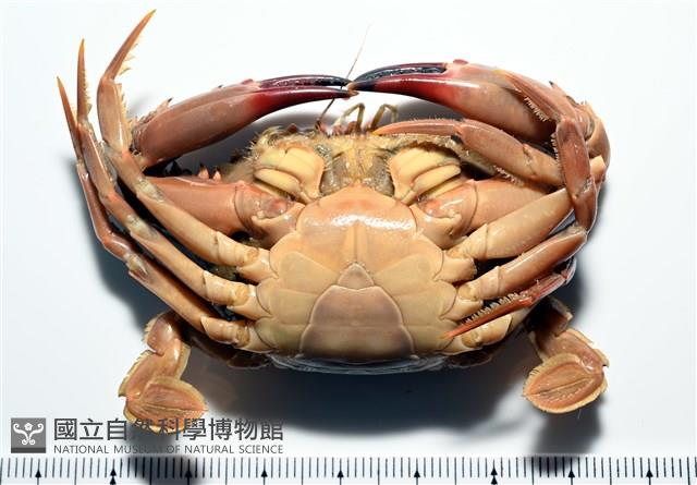 晶瑩蟳藏品圖，第18張