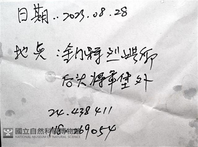 未知種花瘤海星 sp. 01藏品圖，第19張