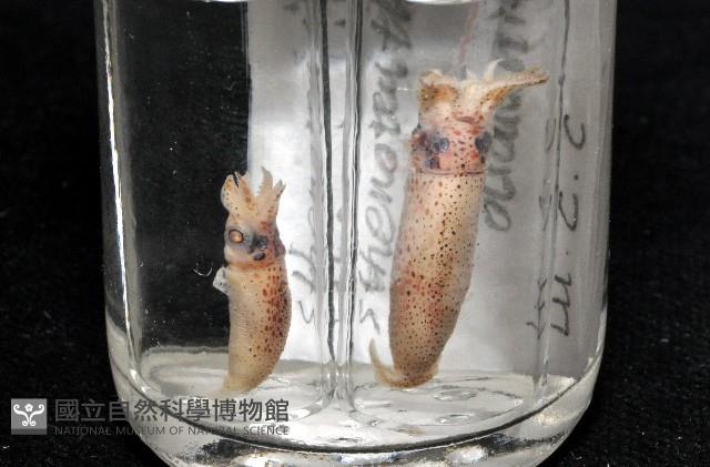 奧蘭鳶柔魚藏品圖，第19張