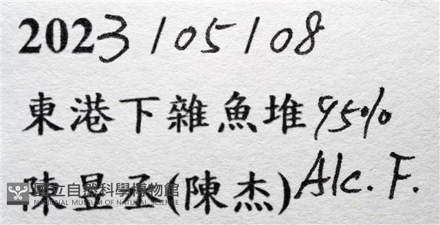 大等螯蟹藏品圖，第19張