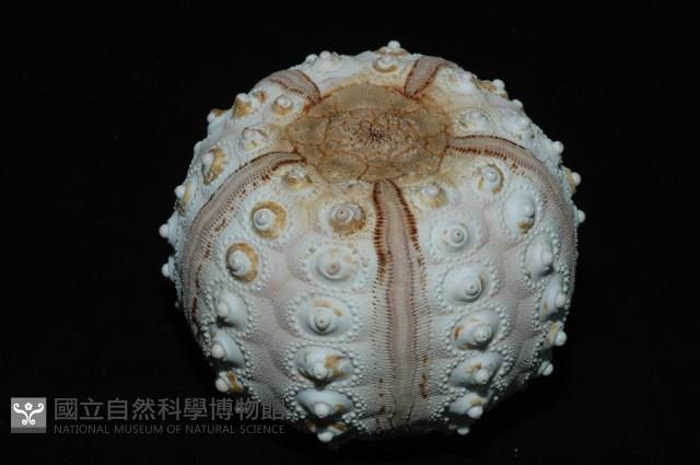 棒棘鋸頭帕(環鋸棘頭帕)藏品圖，第19張