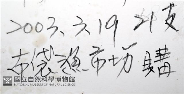 棋盤鬘螺藏品圖，第19張