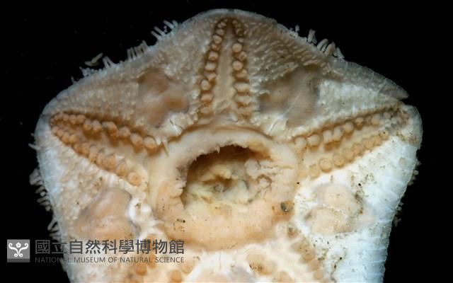 未知種開曼海星藏品圖，第19張