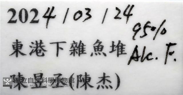史氏擬海螯蝦藏品圖，第19張