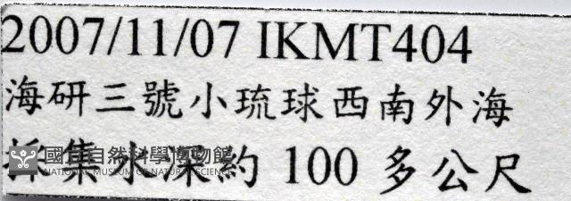 未知種蟬蝦亞科幼生藏品圖，第19張
