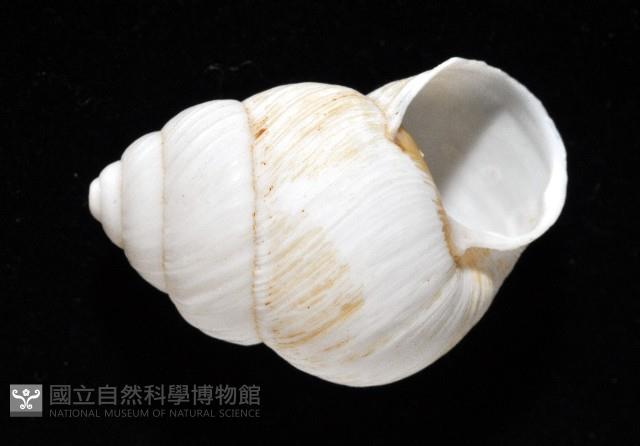 南亞蝸牛之一種藏品圖，第19張