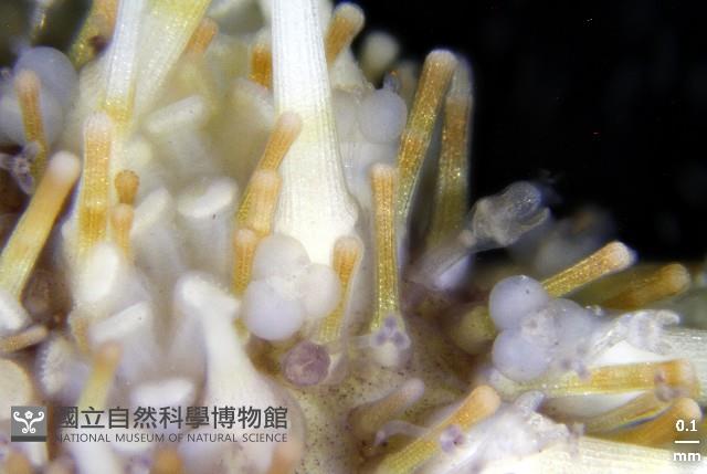 疣裸海膽藏品圖，第19張