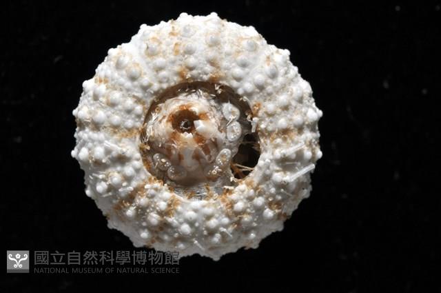 艾氏鋸海膽藏品圖，第19張