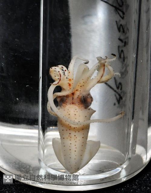 線紋擬鉤腕魷藏品圖，第19張