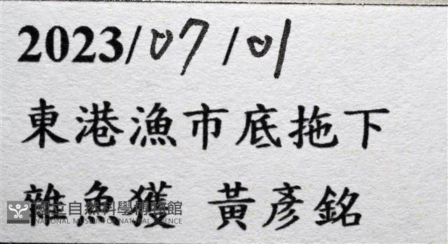 韓氏(粗糙)橙蝦蛄藏品圖，第19張