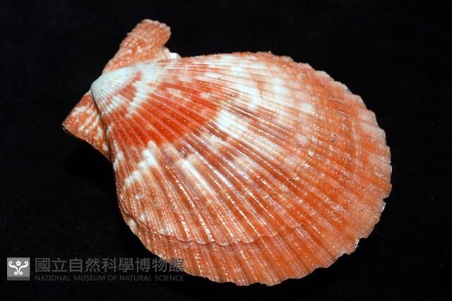 高貴海扇蛤藏品圖，第19張