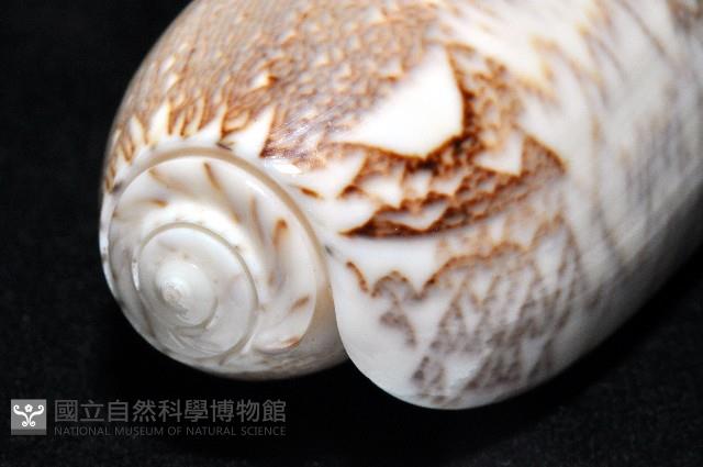 錦綢榧螺藏品圖，第19張