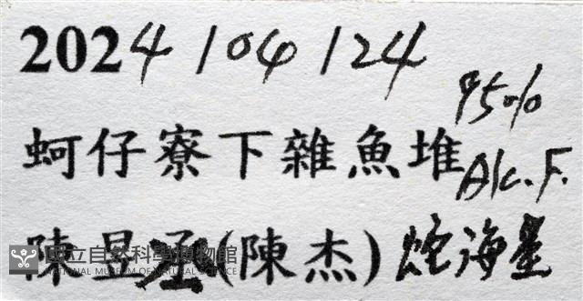 鑽石異瘤蛇海星(暫譯)藏品圖，第19張