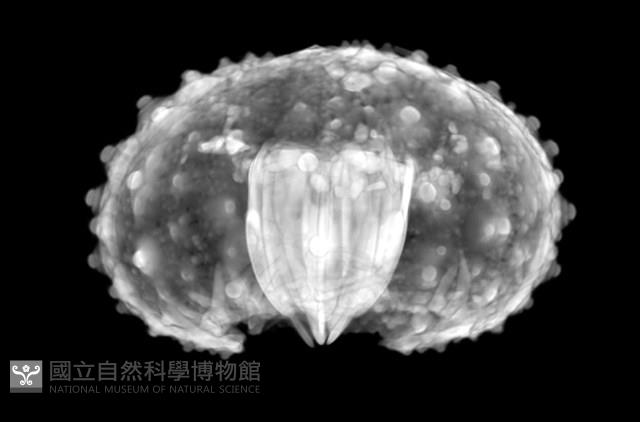 浪腔海膽(波紋腔海膽)藏品圖，第19張
